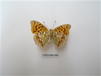 藏品(凸紋豹蛺蝶)的圖片